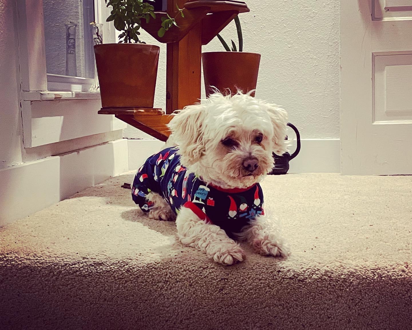 Cute white dog in pajamas