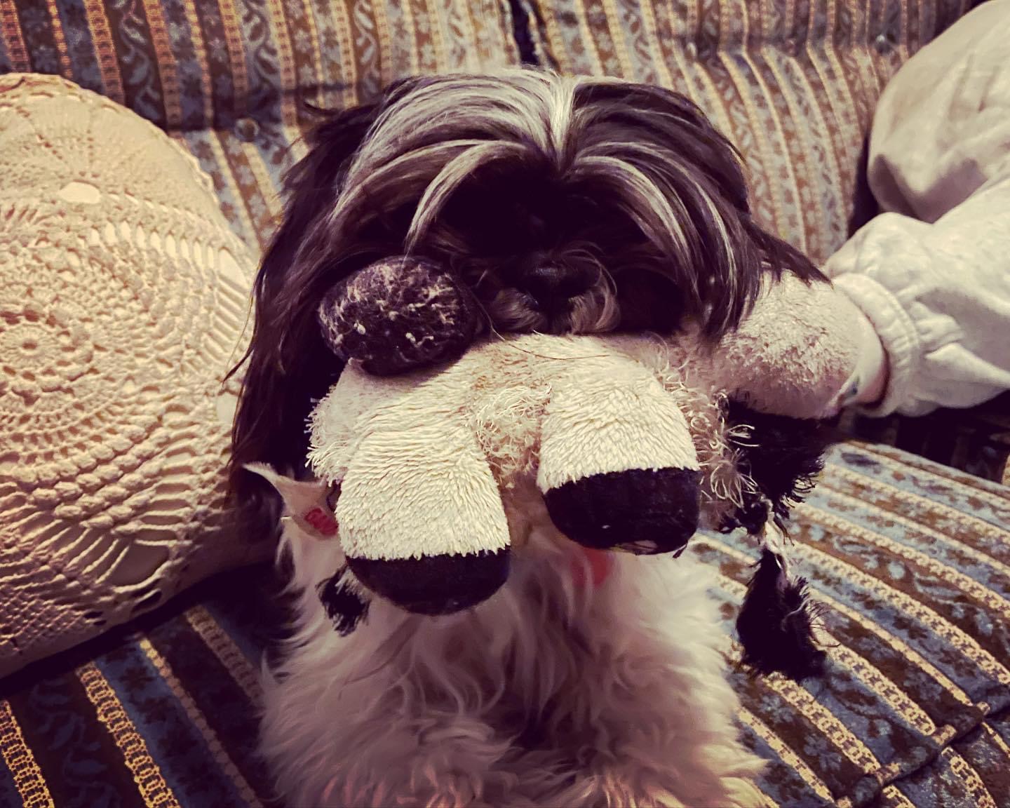 Cute black and white dog